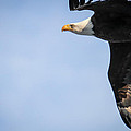 Bald Eagle in Flight