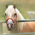 Pretty Palomino Horse Photography