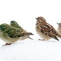Sparrows in the Snow