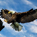 Wings Outstretched