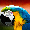 Macaw Tropical Bird