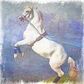 Lipizzaner Stallion Square